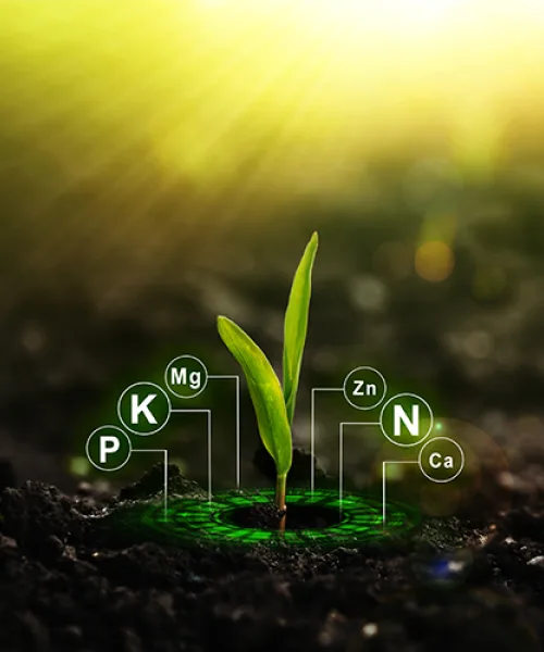 Oligoelementi e minerali