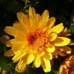 LUI o LEI liquido UOMO 300 ml