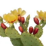 LUI o LEI kit UOMO (120 cps + 2x300 ml)